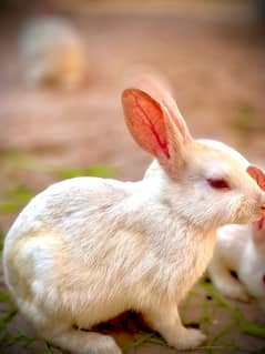 Rabbit  Mail or Femail