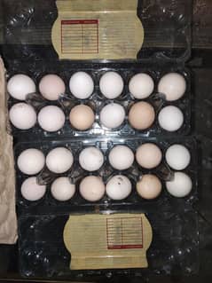 fertile egg desi pure 100% anda bilqul fertile Hoga guarantee