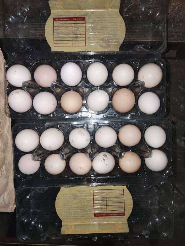 fertile egg desi pure 100% anda bilqul fertile Hoga guarantee 0