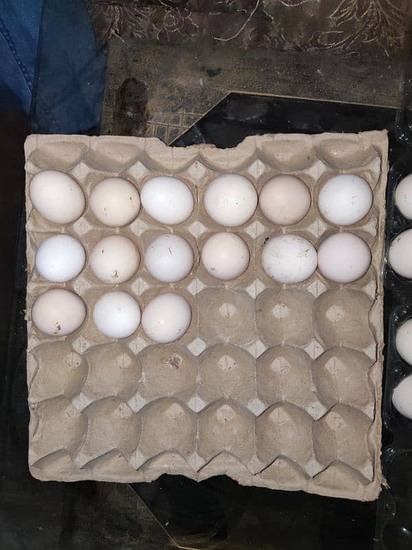 fertile egg desi pure 100% anda bilqul fertile Hoga guarantee 1