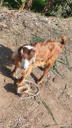 female goat pathh