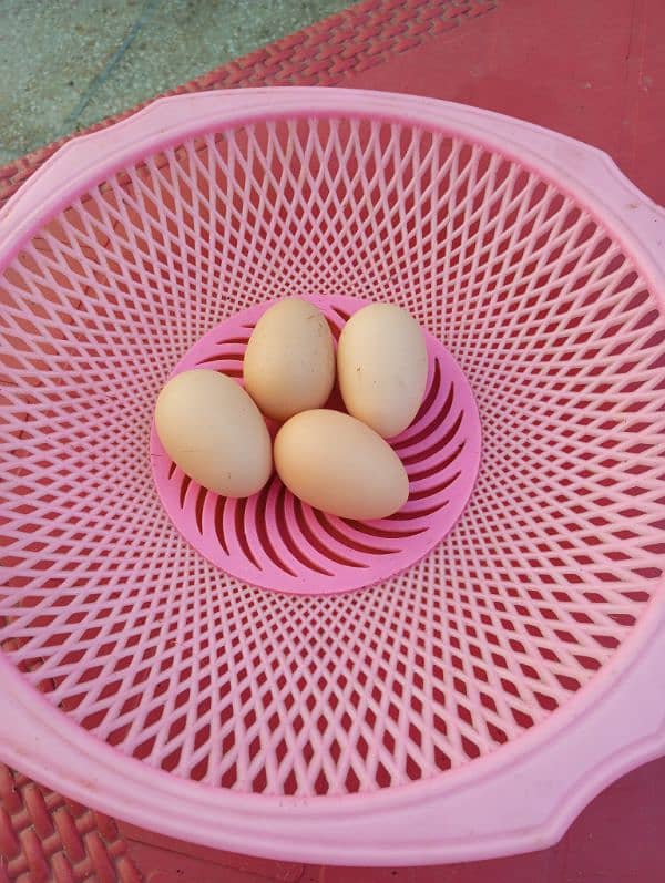 Japanese Shamo's  Eggs for Sale 5