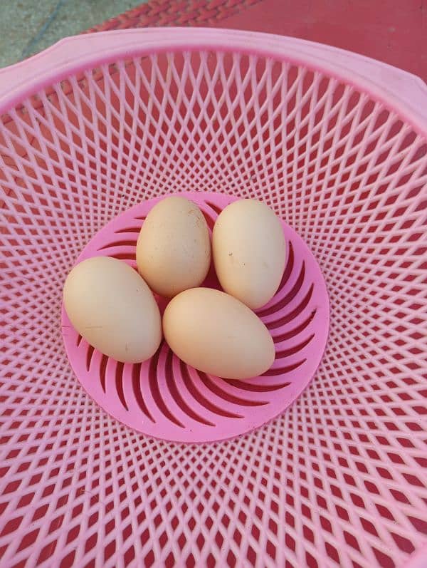 Japanese Shamo's  Eggs for Sale 7