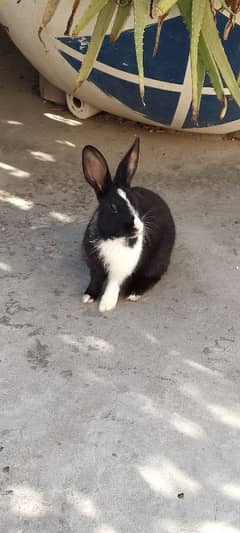 rabbit pair