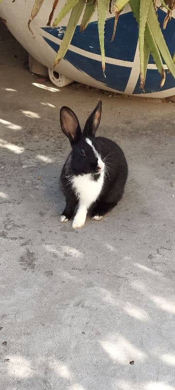 rabbit pair 0