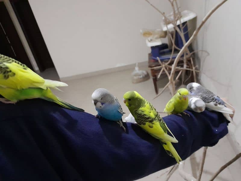 big size split hogoromo budgie best for hand taming 2