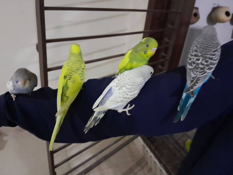 big size split hogoromo budgie best for hand taming 3