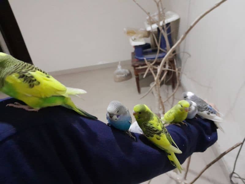 big size split hogoromo budgie best for hand taming 4