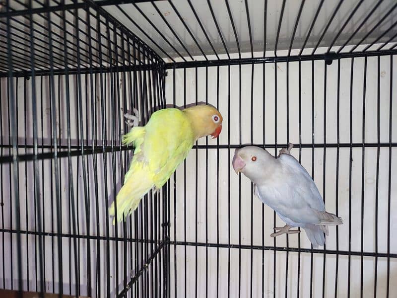 Love Birds Breeder Pair 5