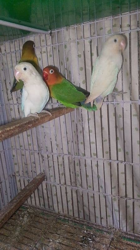 love birds with cage 1