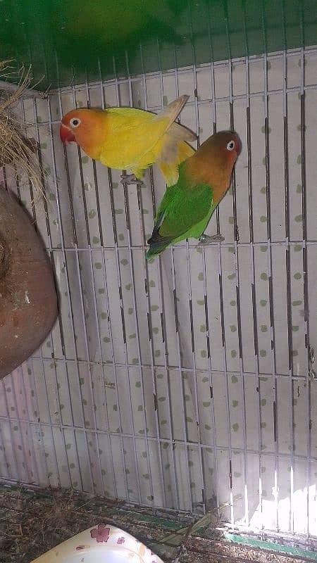 love birds with cage 2