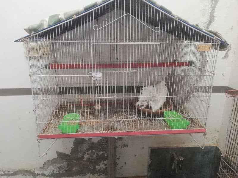 Parrot Cage 1