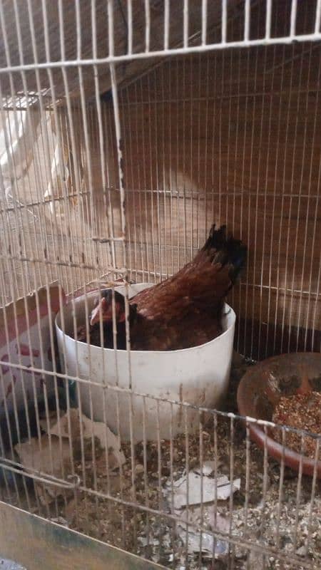 Pure desi murgha pure desi hen egg laying and two misri hen egg laying 4