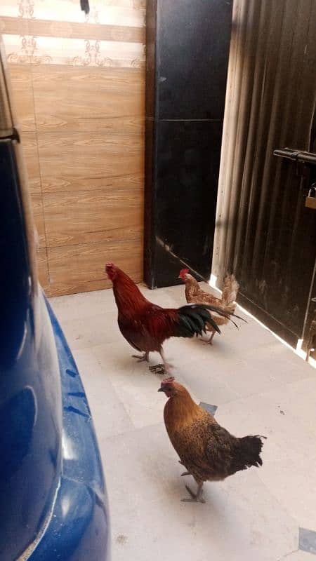 Pure desi murgha pure desi hen egg laying and two misri hen egg laying 5