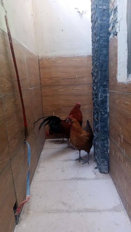 Pure desi murgha pure desi hen egg laying and two misri hen egg laying 6