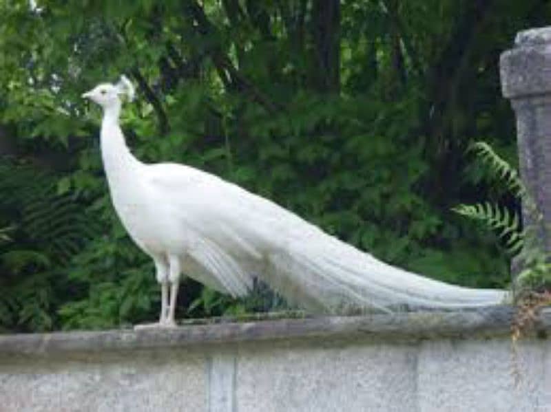 White Peacock Quality Breeder Pair Looking for New Home 0