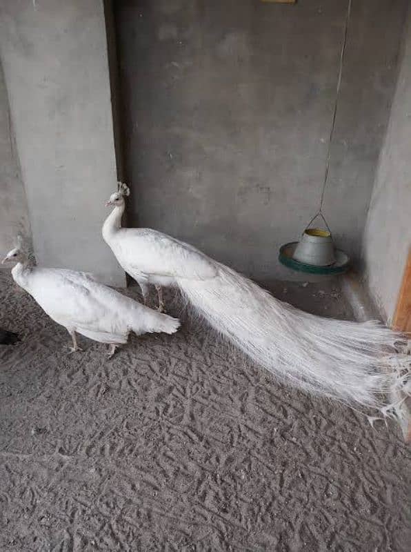 White Peacock Quality Breeder Pair Looking for New Home 1