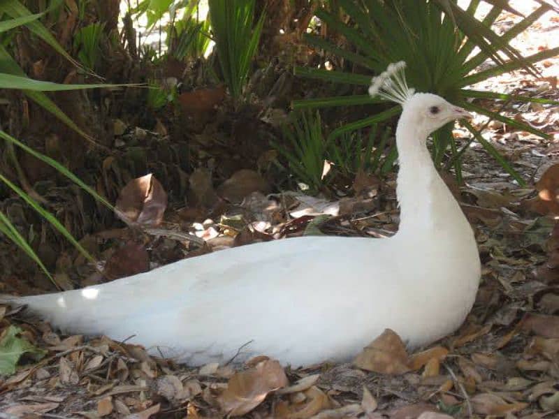 White Peacock Quality Breeder Pair Looking for New Home 2