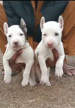 Pure Gultair / Gultair Pair / Gultair dog