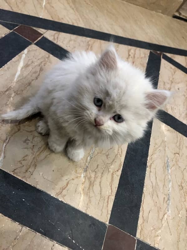 Persian cat pet 28 days Age white colour 0