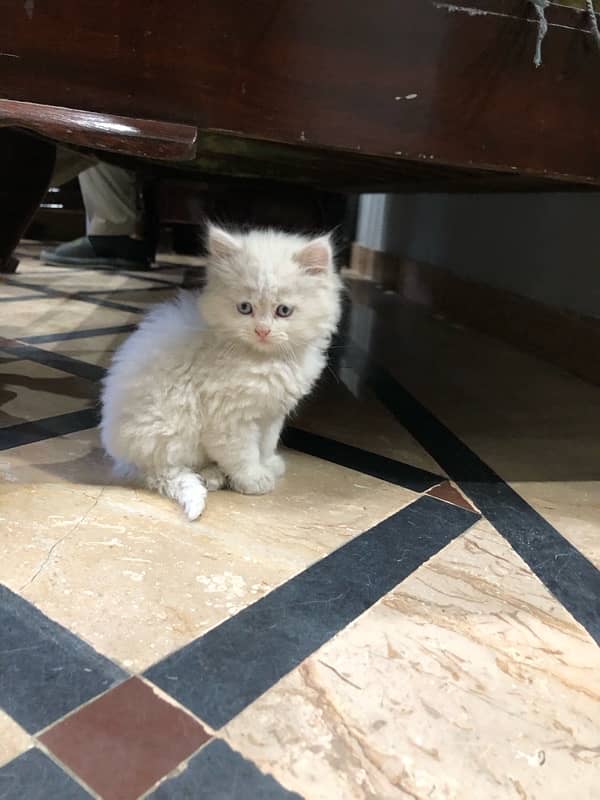 Persian cat pet 28 days Age white colour 1