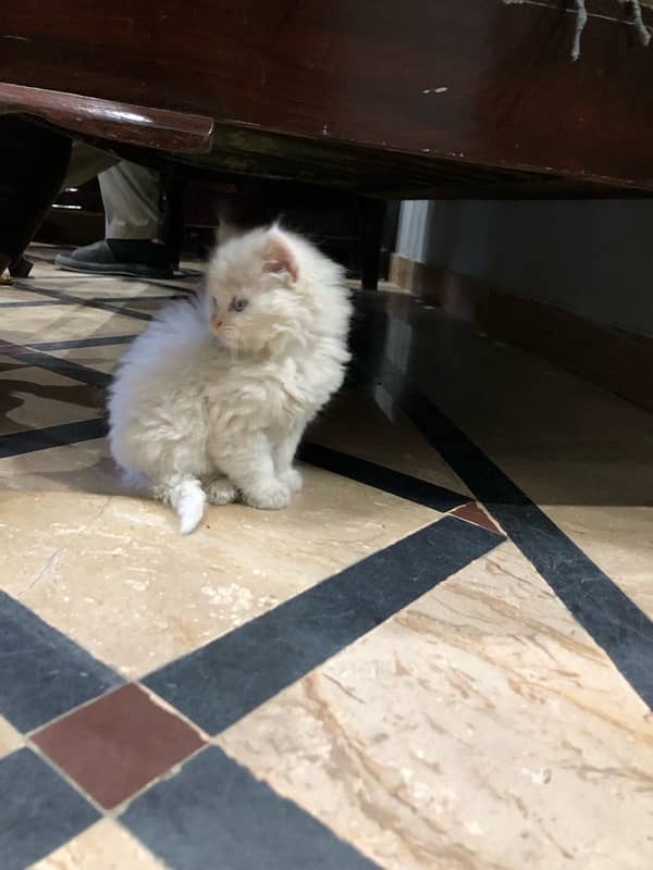 Persian cat pet 28 days Age white colour 2