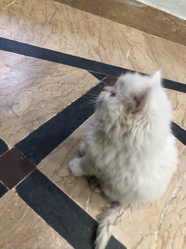 Persian cat pet 28 days Age white colour 3