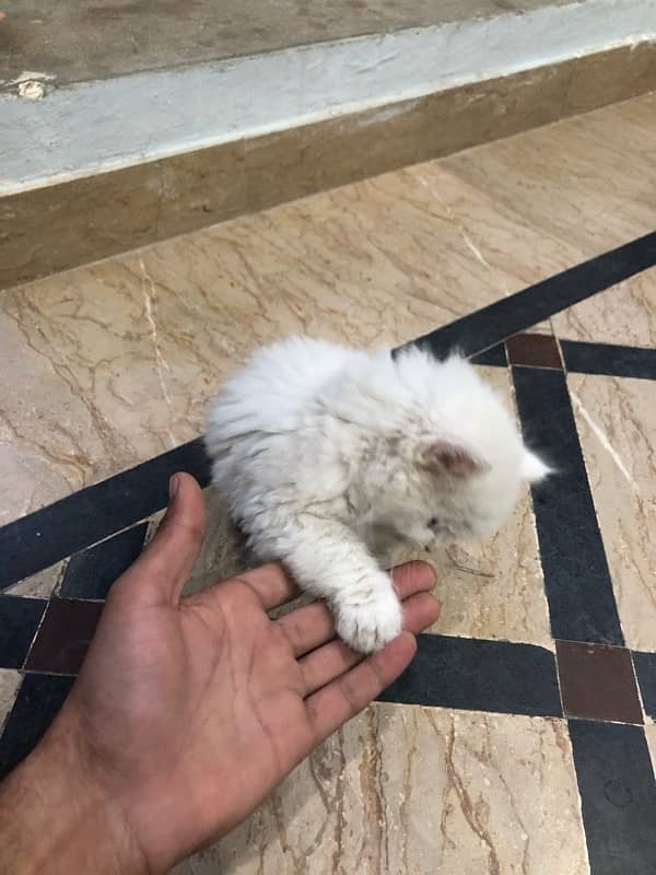 Persian cat pet 28 days Age white colour 4