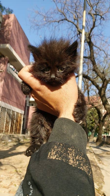 Persian cats pair 0