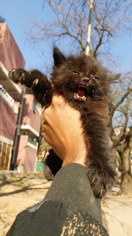 Persian cats pair 1