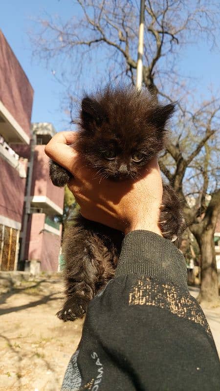 Persian cats pair 2