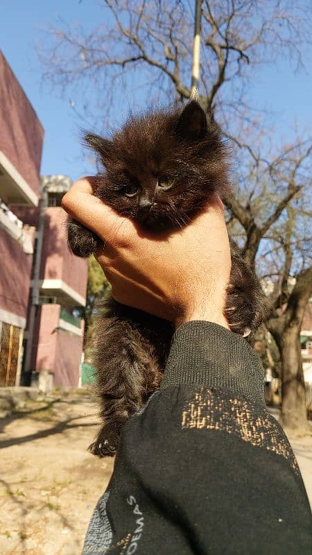 Persian cats pair 5