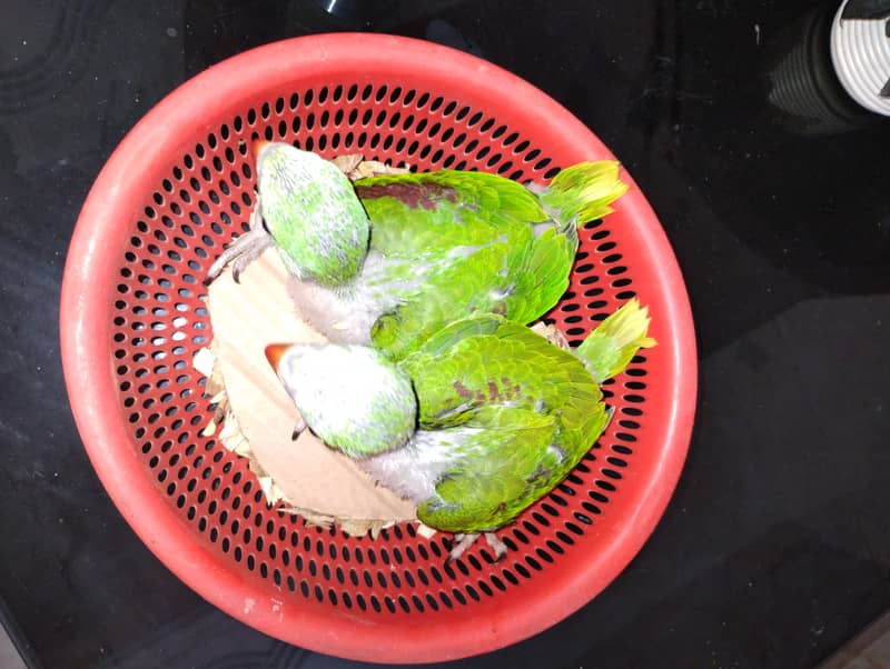 Raw Pahari Chicks Available 2