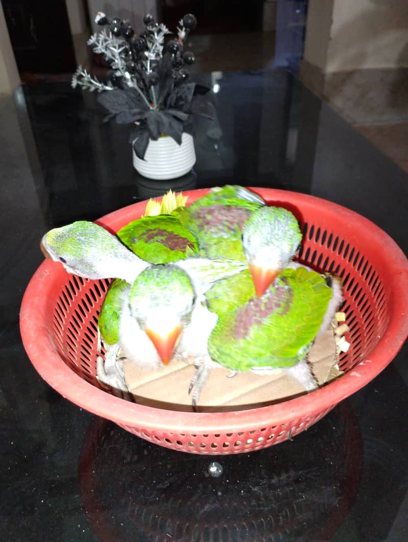 Raw Pahari Chicks Available 3