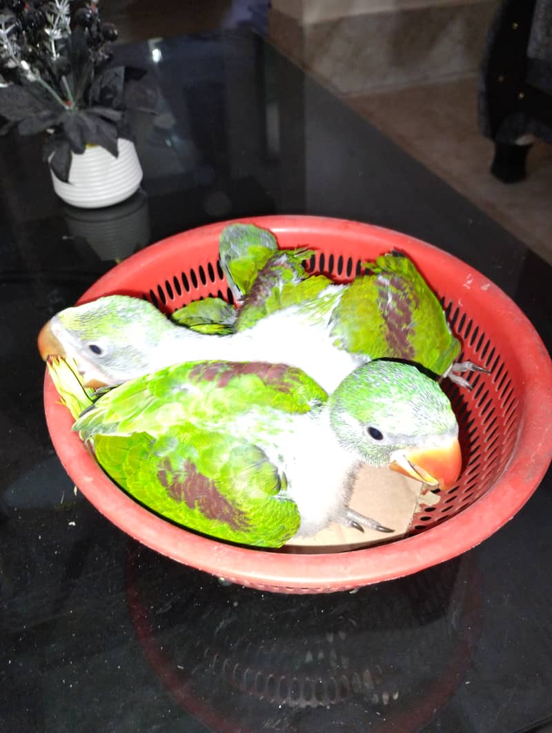 Raw Pahari Chicks Available 4