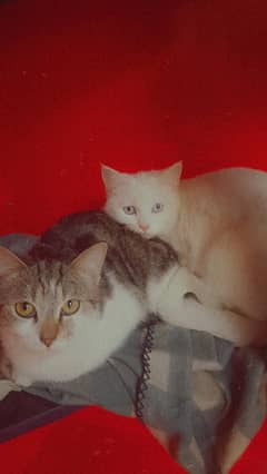 Persion Cats Pair For Sale