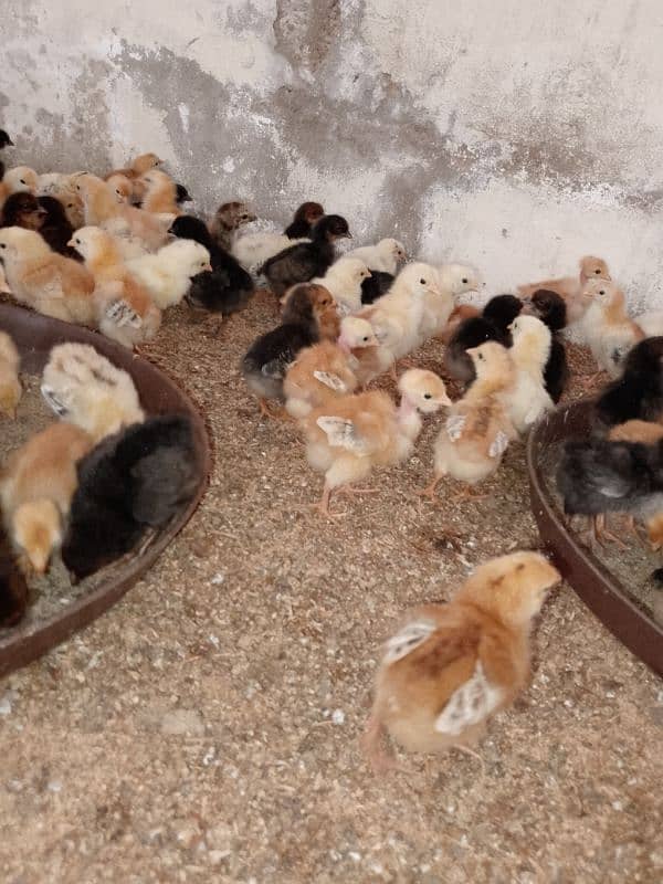 Goldren misri chicks 10 days full heathy & active 1