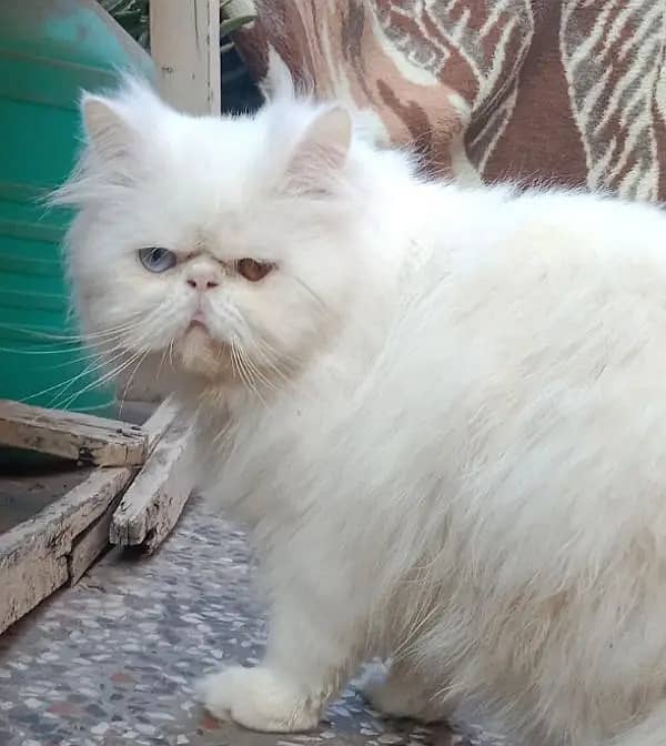 Piki Face Odd eye Stud Male | Peki | Peke | Stud | matting| Persian 1