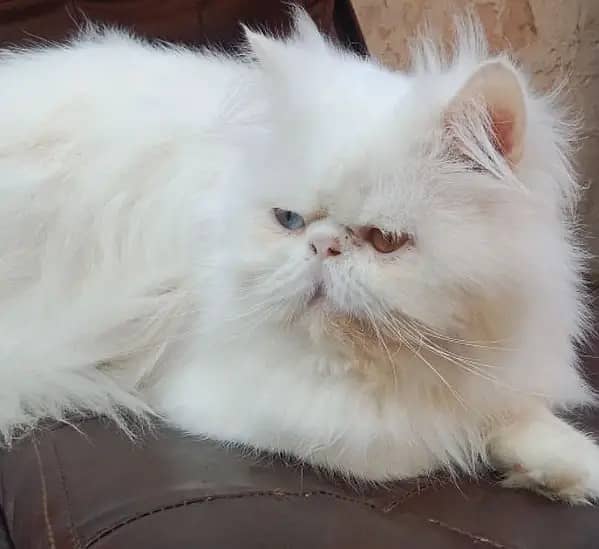 Piki Face Odd eye Stud Male | Peki | Peke | Stud | matting| Persian 2