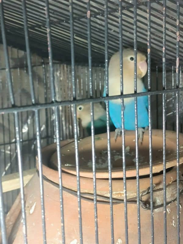 blue mask love bird ready to breed pair 0