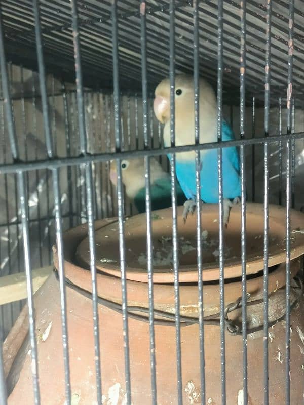 blue mask love bird ready to breed pair 1