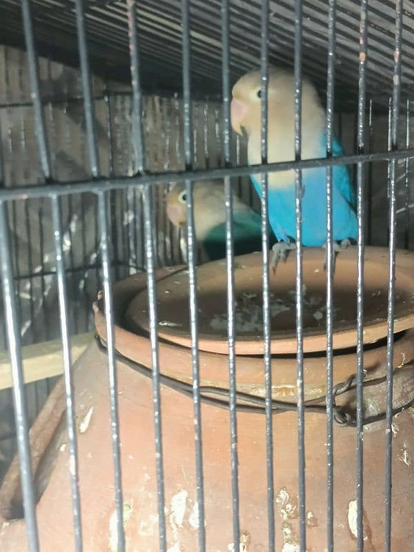 blue mask love bird ready to breed pair 2