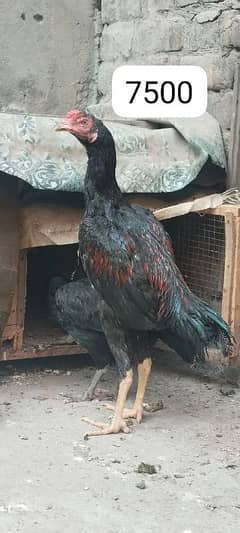 Thai x vaitnam aseel hen