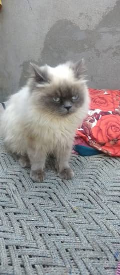 Himalayan pure male cat