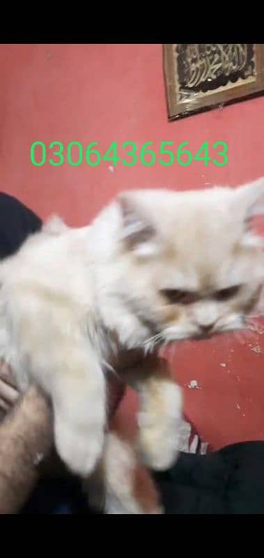 Persian Male Double Coat 03064365643 1