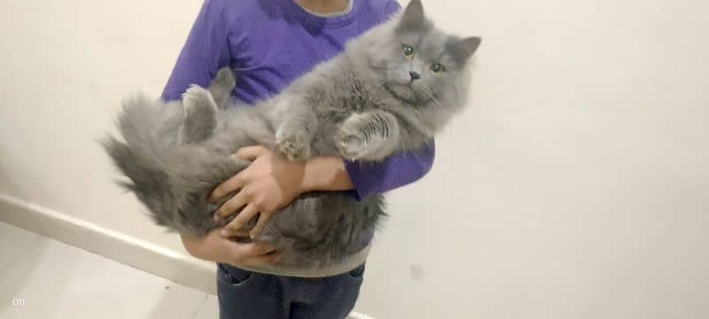 Healthy & Majestic Long-Haired Male Cat for Sale - A True Gentleman 2