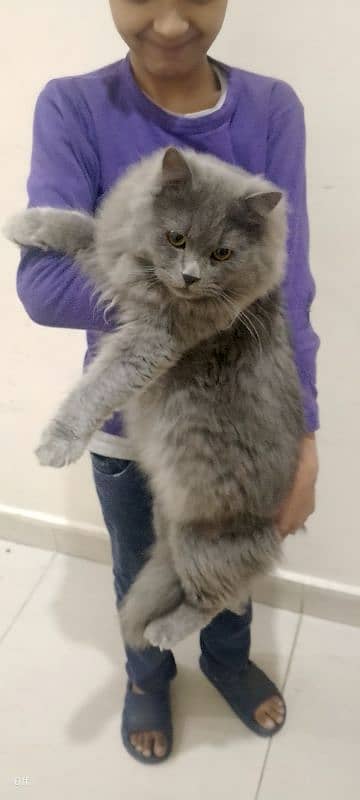 Healthy & Majestic Long-Haired Male Cat for Sale - A True Gentleman 4