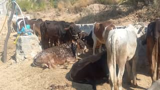 Qurbani Janwar/ farm/ mandi se km rate / bulk quantity available