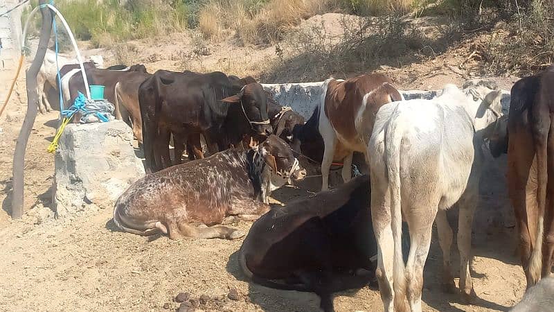 Qurbani Janwar/ farm/ mandi se km rate / bulk quantity available 0