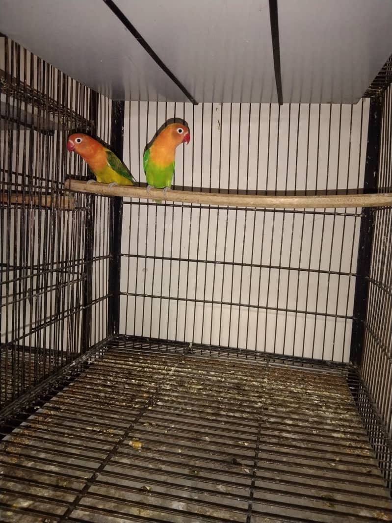 lovebird setup for sale 1